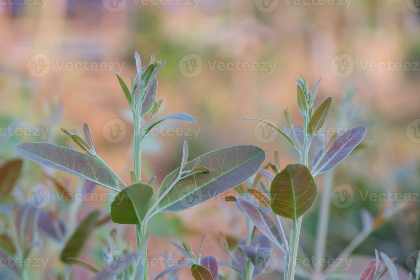 Eucalyptus leaves. branch eucalyptus tree nature background photo