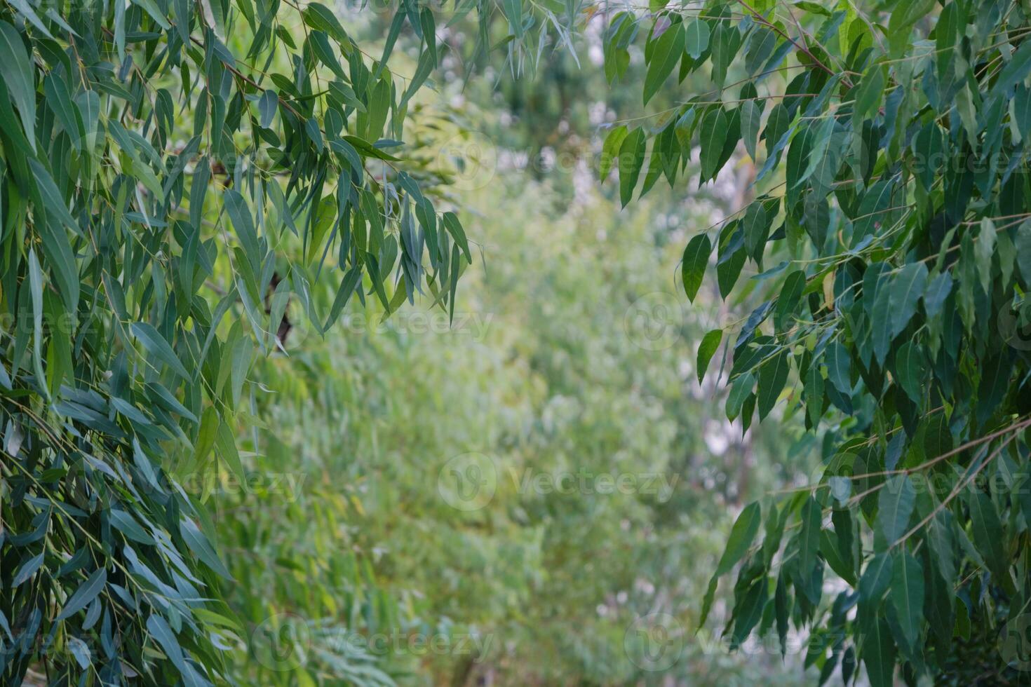 Eucalyptus leaves. branch eucalyptus tree nature background photo