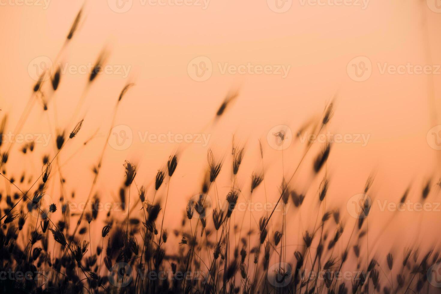 Nature morning scenery mist autumn background. Summer twilight countryside morning spring photo