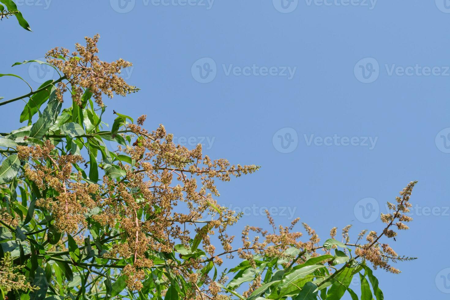 Mango flowers in the blue sky photo