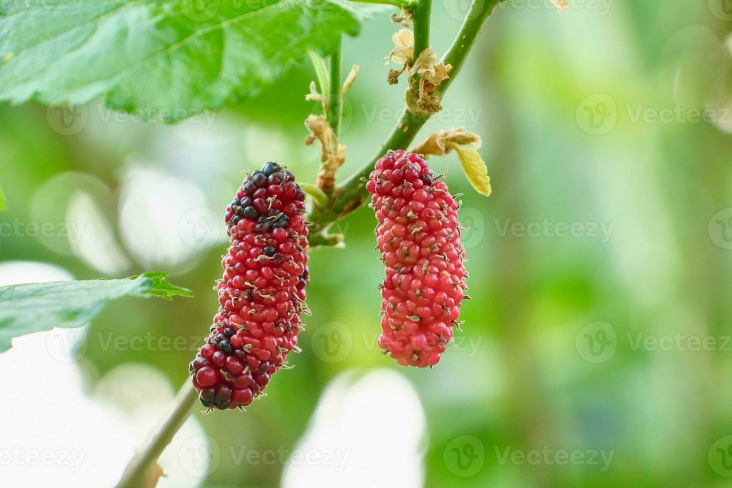 mora maduro en un rama moras foto