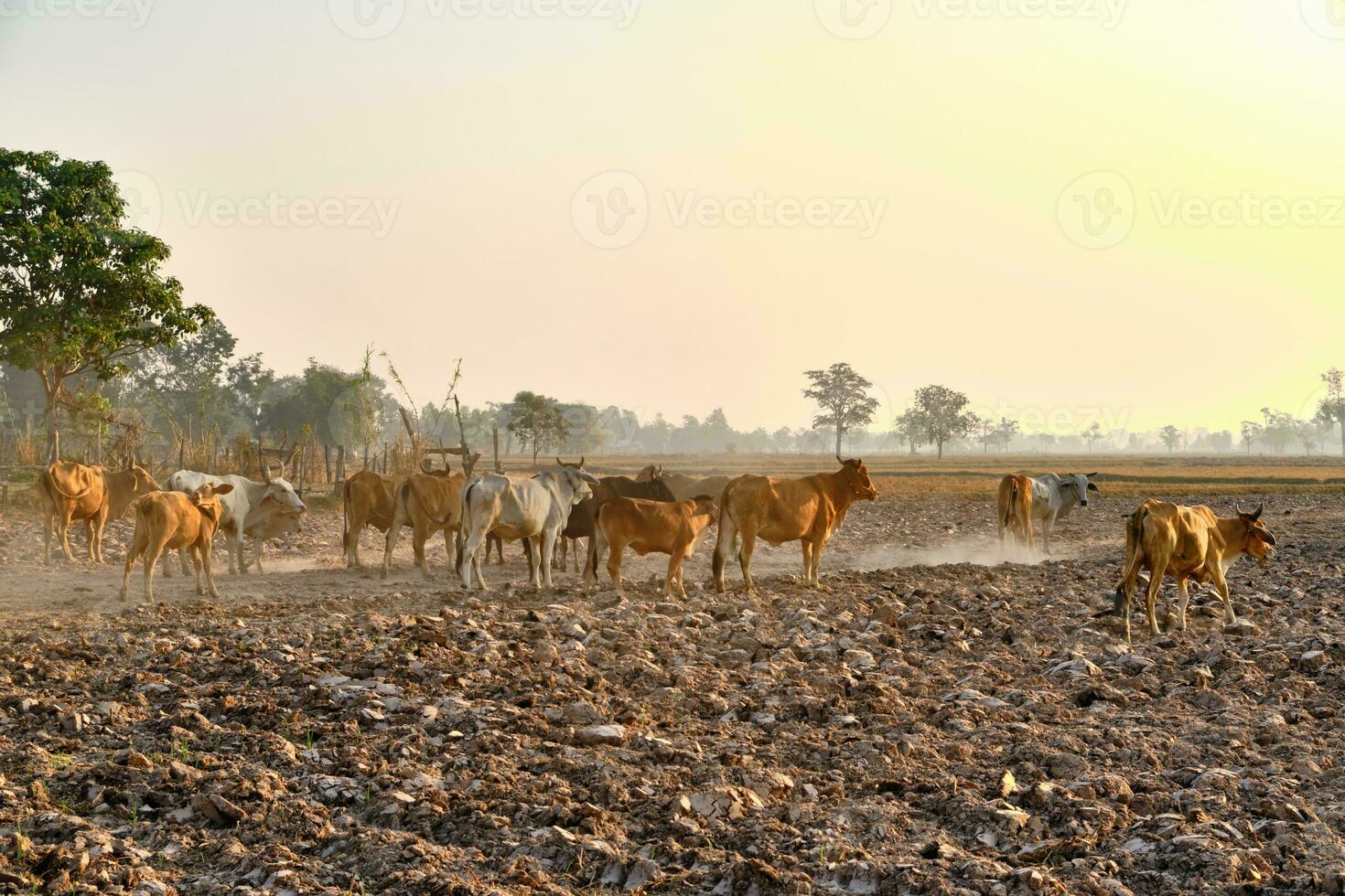 animal grupo vacas en agrícola área, campo al aire libre paisaje foto