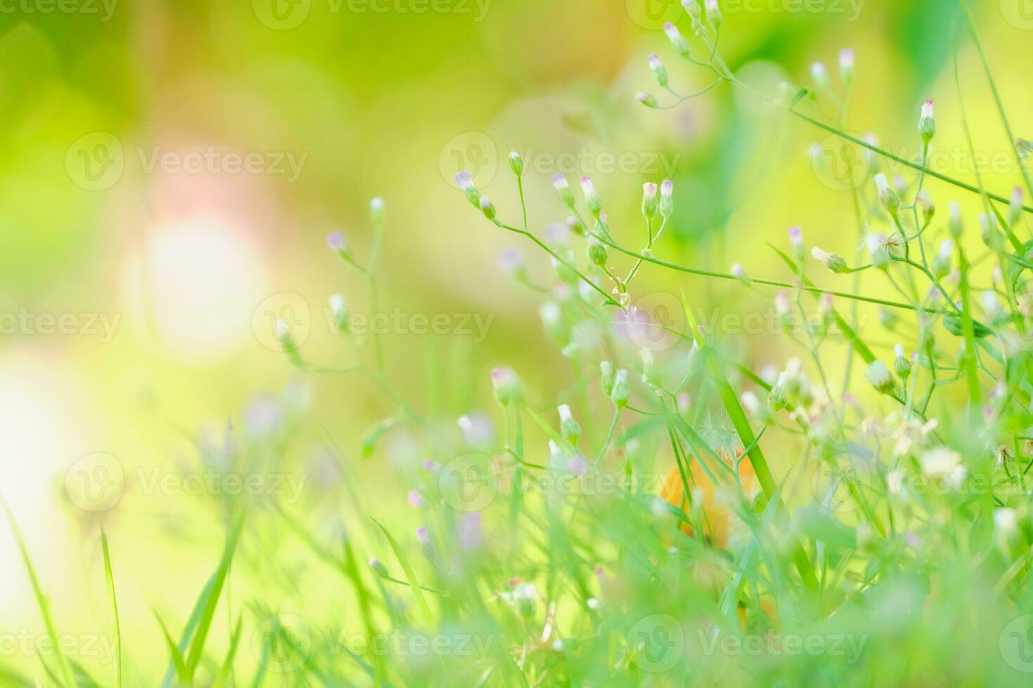 Life spring flower morning beauty change summer photo