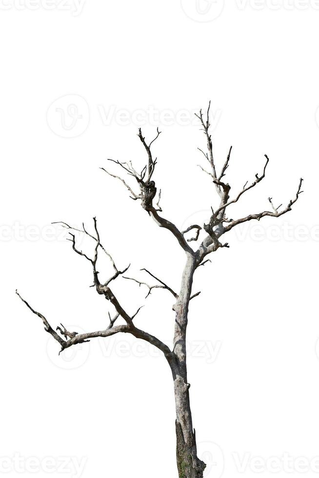 Dry tree isolated on white background. Clipping path photo