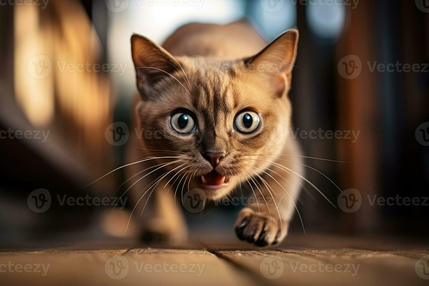 Close up portrait of a hunting domestic cat in the house photo