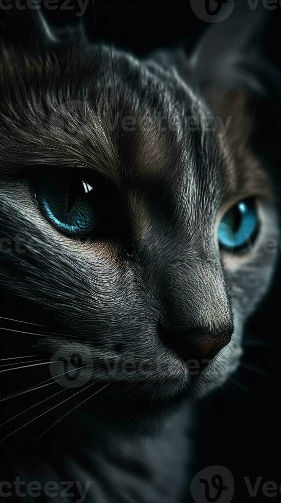 closeup vertical portrait of a tabby cat with blue eyes on black background photo