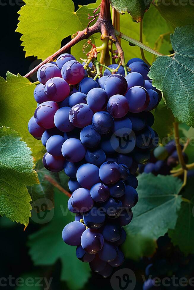 vertical image closeup of a grapevine with black grapes and leaves photo