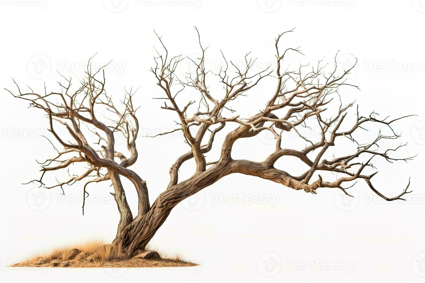 dry tree without leaves isolated on white background photo