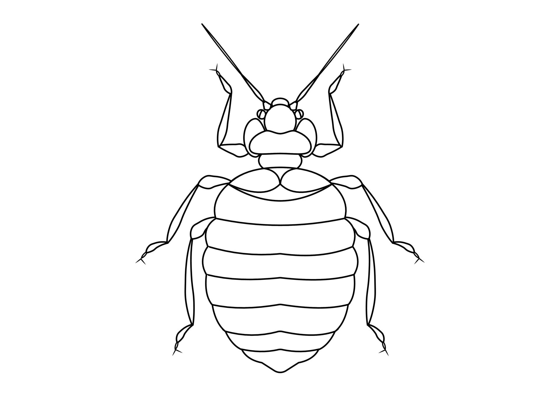 Black and White Bed Bug Clipart. Coloring Page of Bed Bug 29785546