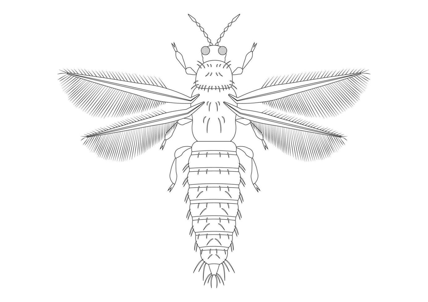 Black and White Thrips Insect Clipart. Coloring Page of Thrips Insect vector