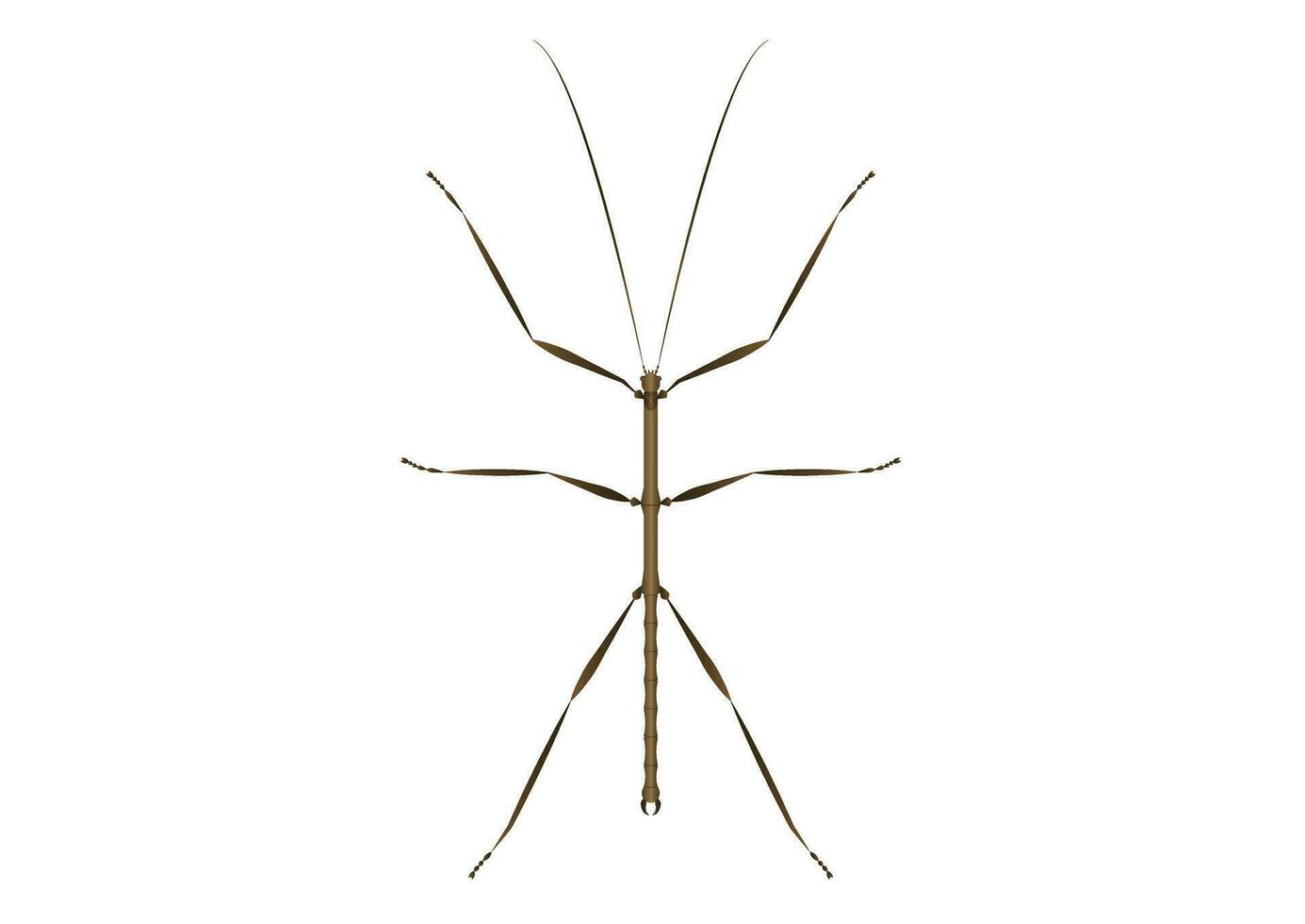 Walkingstick Vector Art isolated on White Background