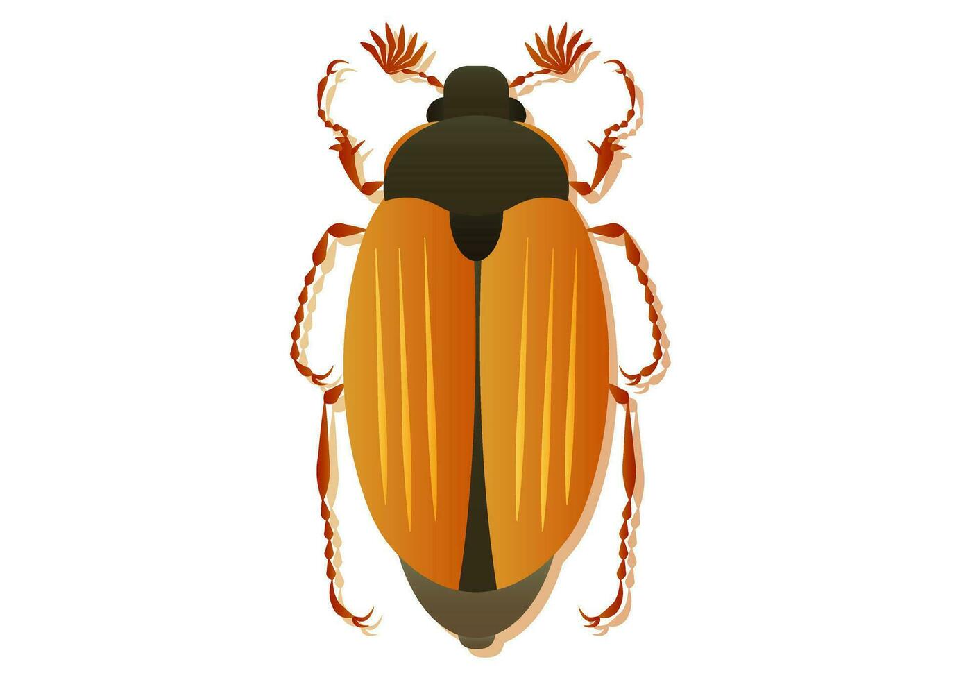 May Beetle Vector Art Isolated on White Background