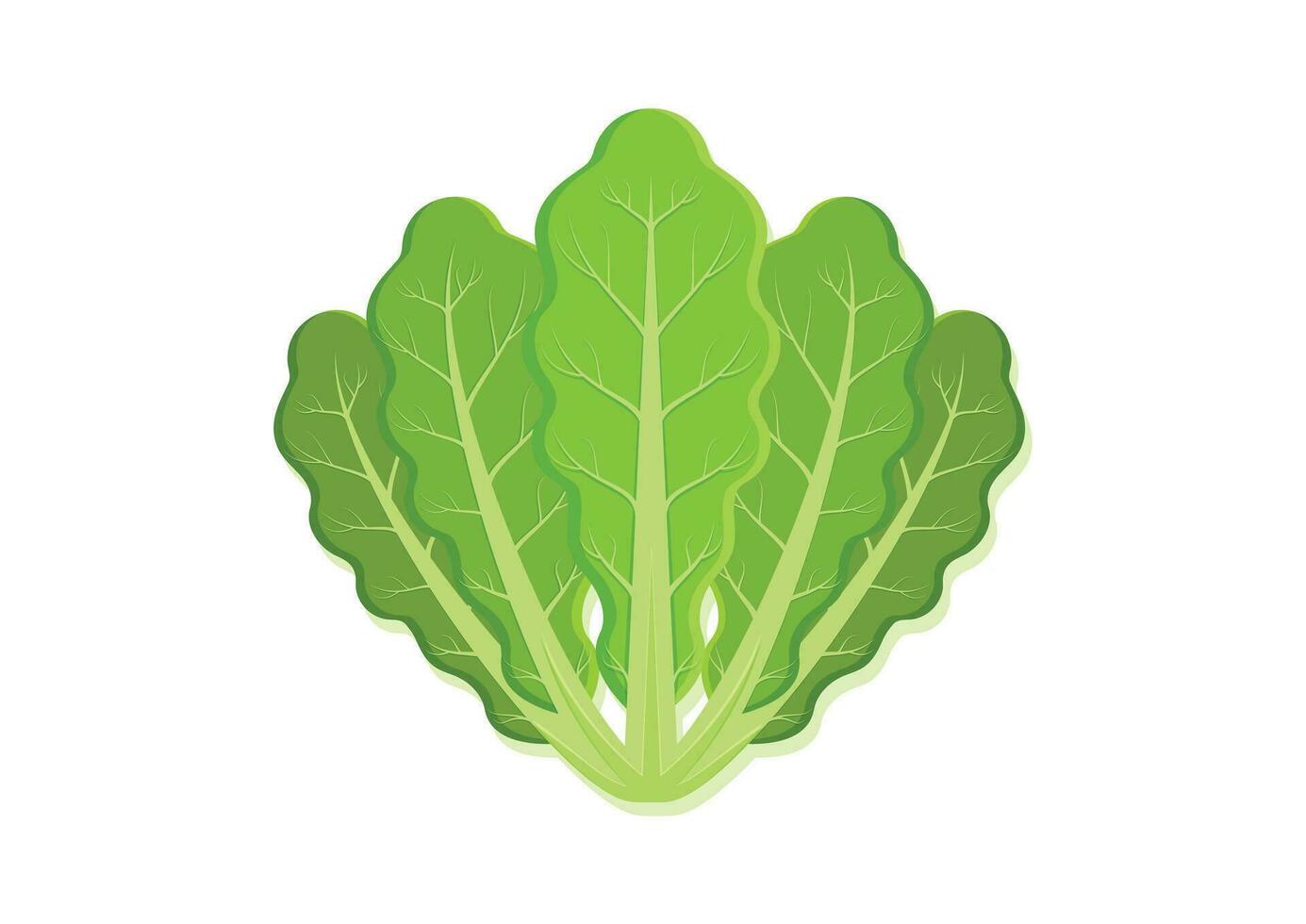 Vector illustration of lettuce fresh vegetable. Delicious healthy food