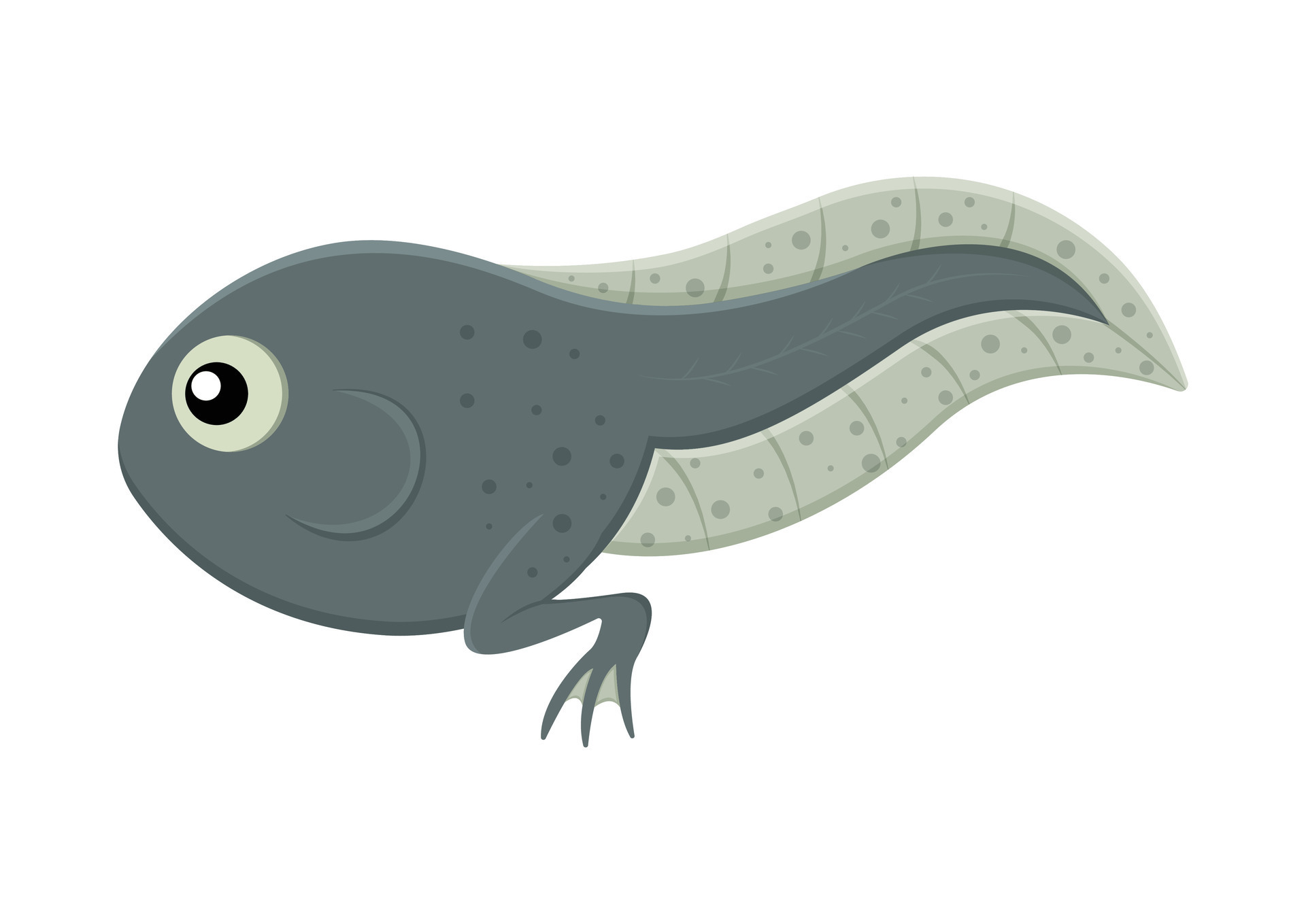 Tadpole Cartoon Character Vector Illustration Isolated on White ...