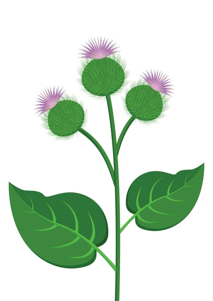 Burdock branch plant vector flat design isolated on white background