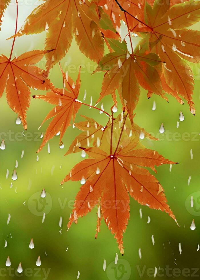 Maple leaves symbolize autumn. 29787428 Stock Photo at Vecteezy