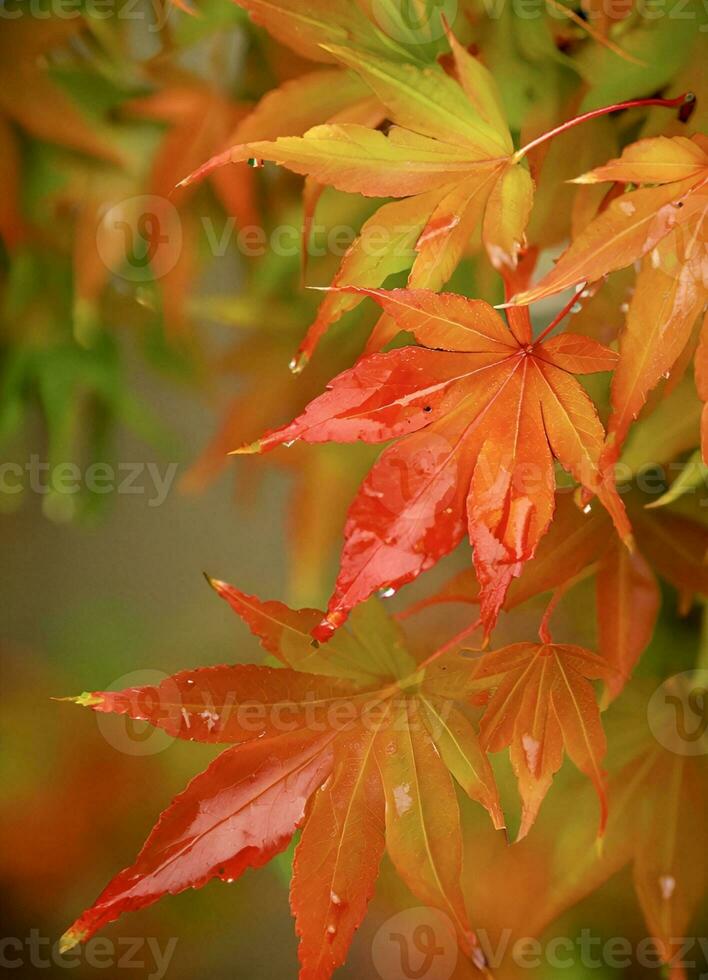 maple-leaves-symbolize-welcoming-autumn-29787437-stock-photo-at-vecteezy