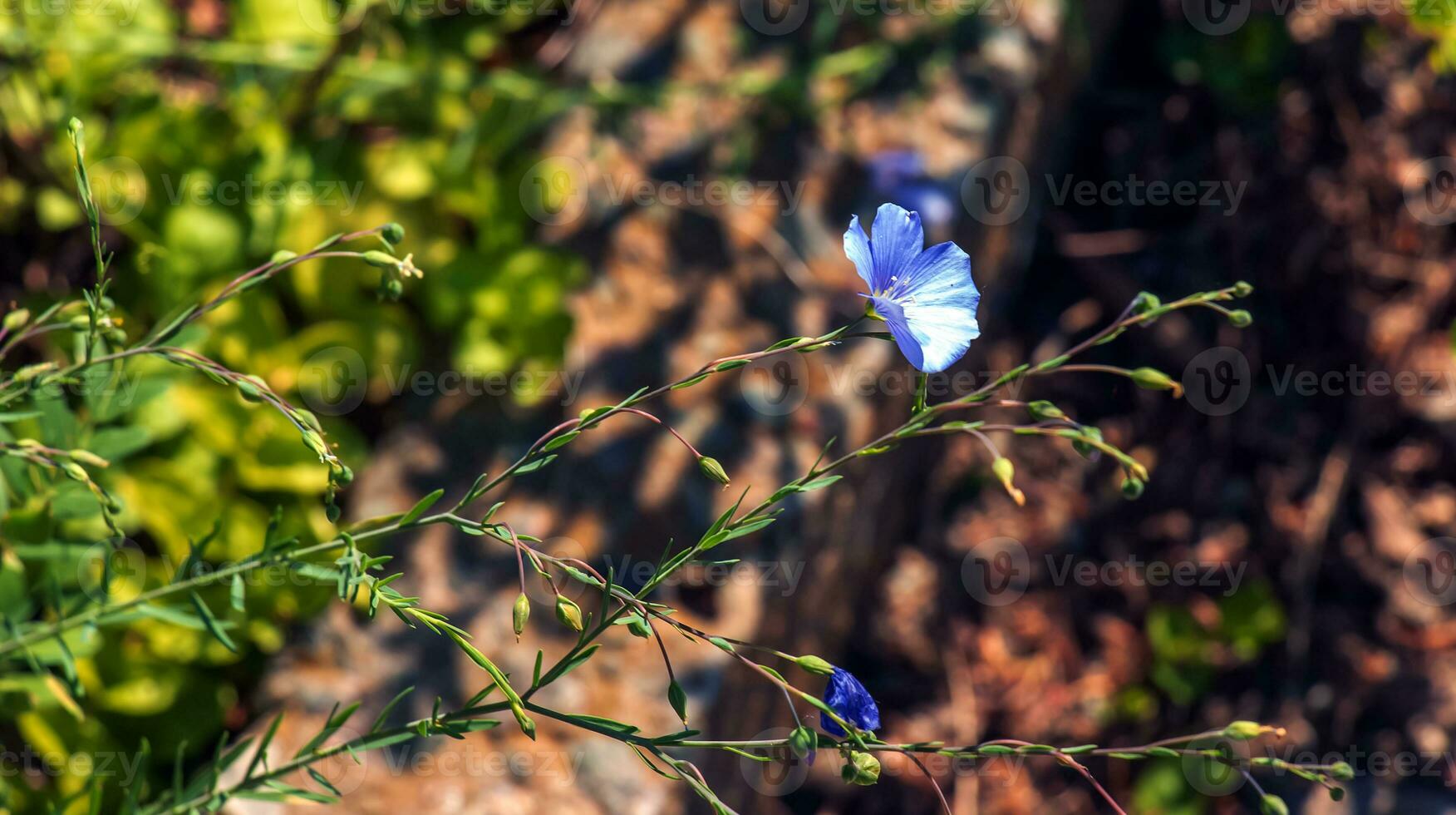 Flax or Linum usitatissimum, also known as common flax or linseed, is a member of the genus Linum in the family Linaceae. photo