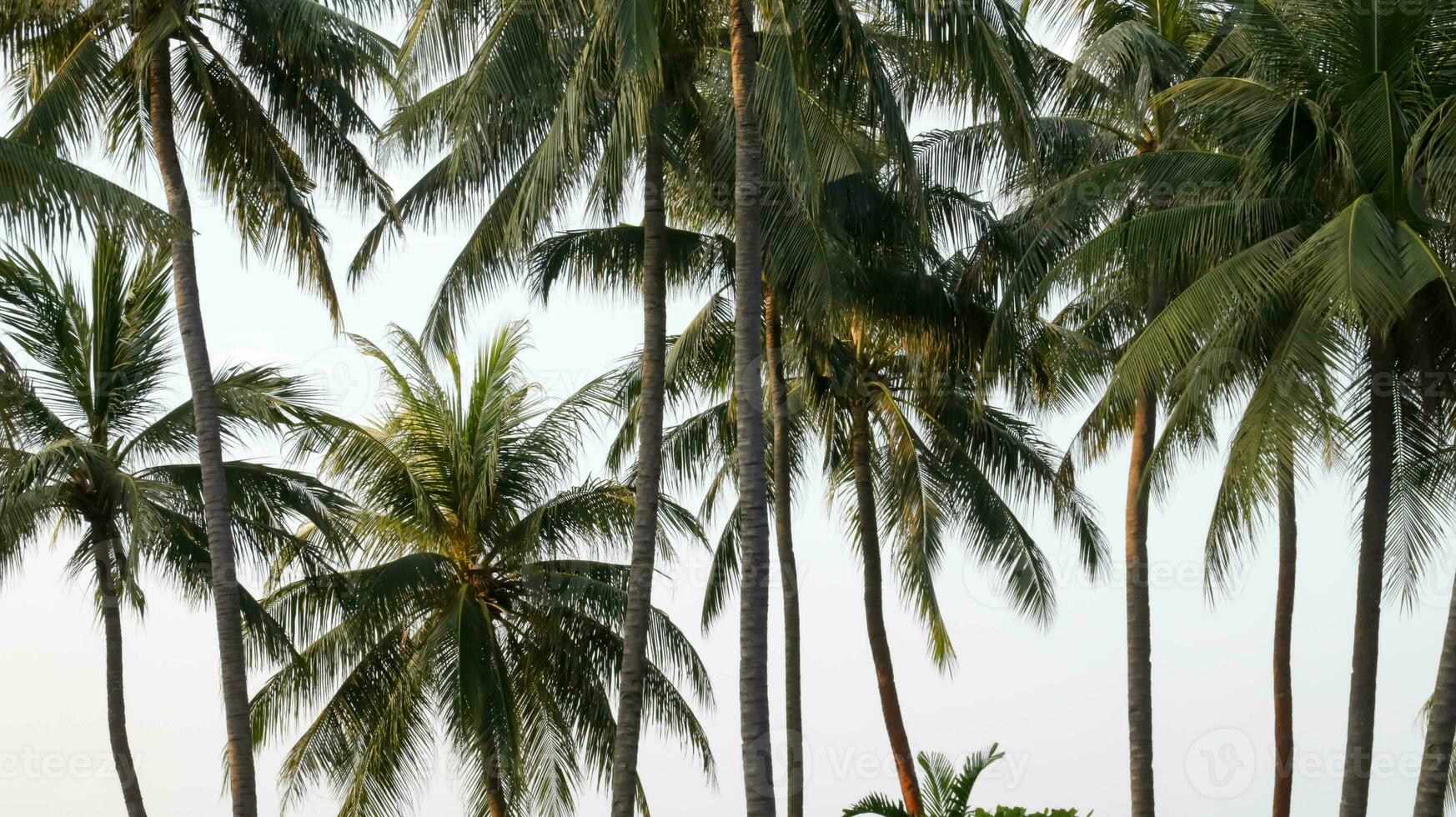 hermosa tropical Coco árbol y azul cielo a el playa para antecedentes y fondo. foto