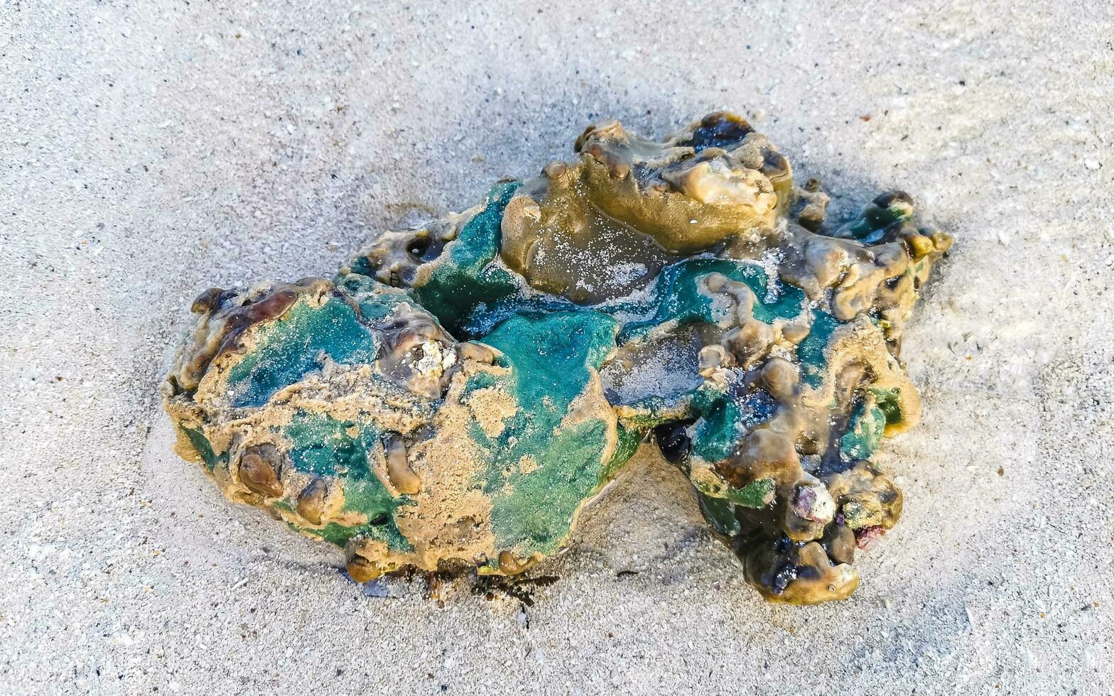 Stones rocks corals turquoise green blue water on beach Mexico. photo