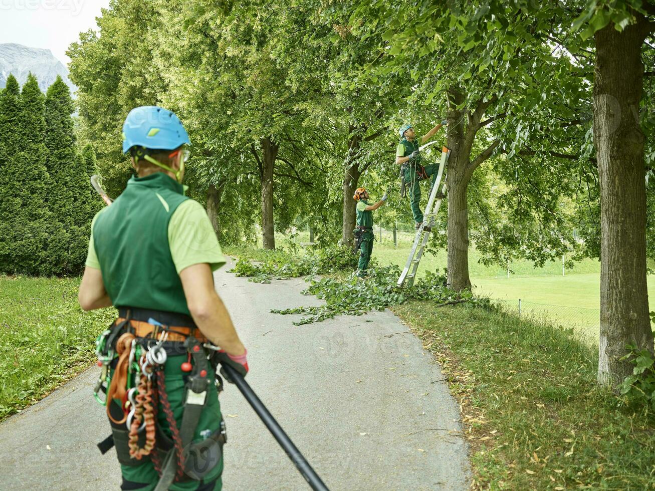 Tree cutters pruning of trees photo