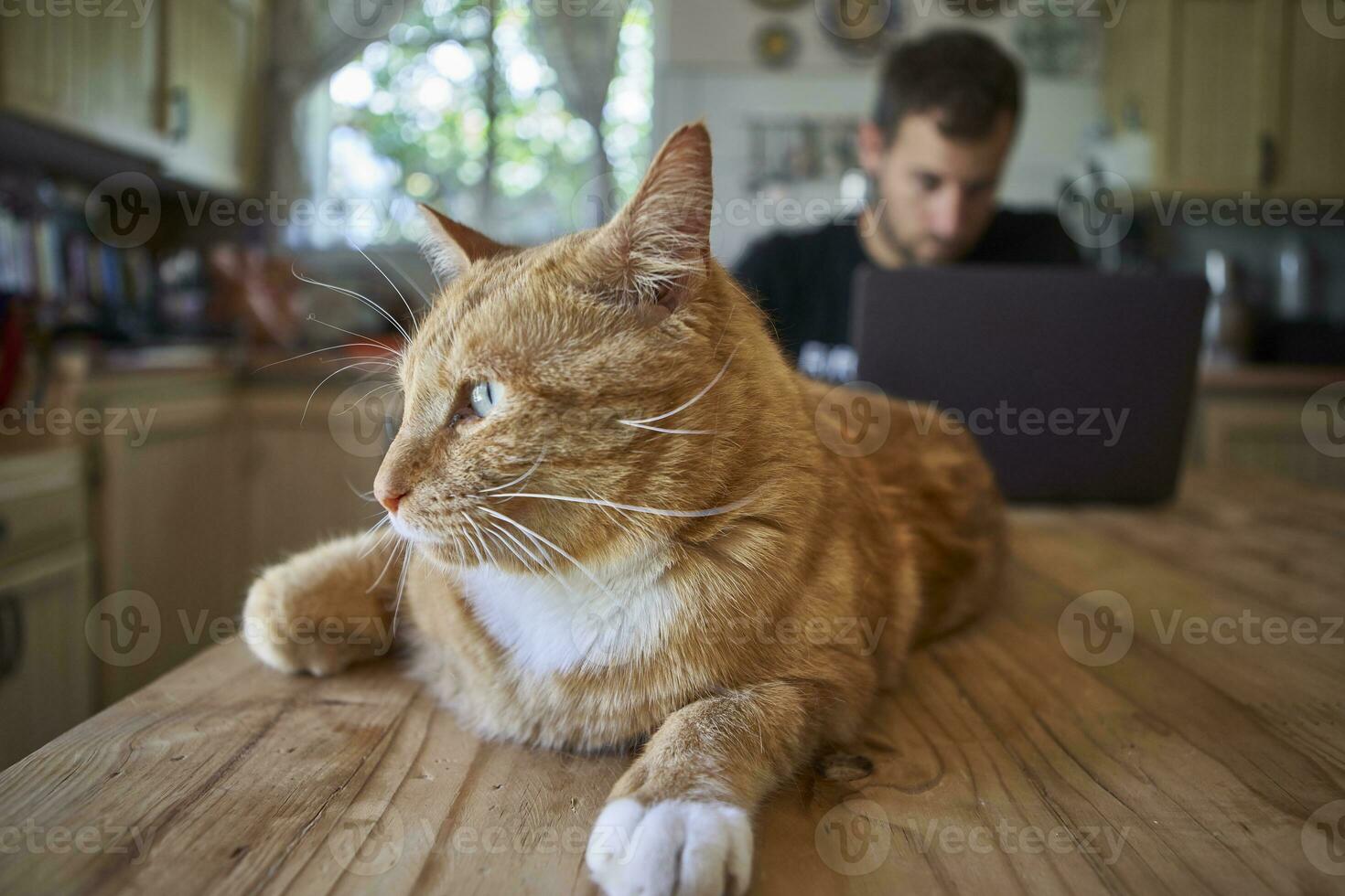 Ginger cat lying on kitchen table, while man is using laptop photo