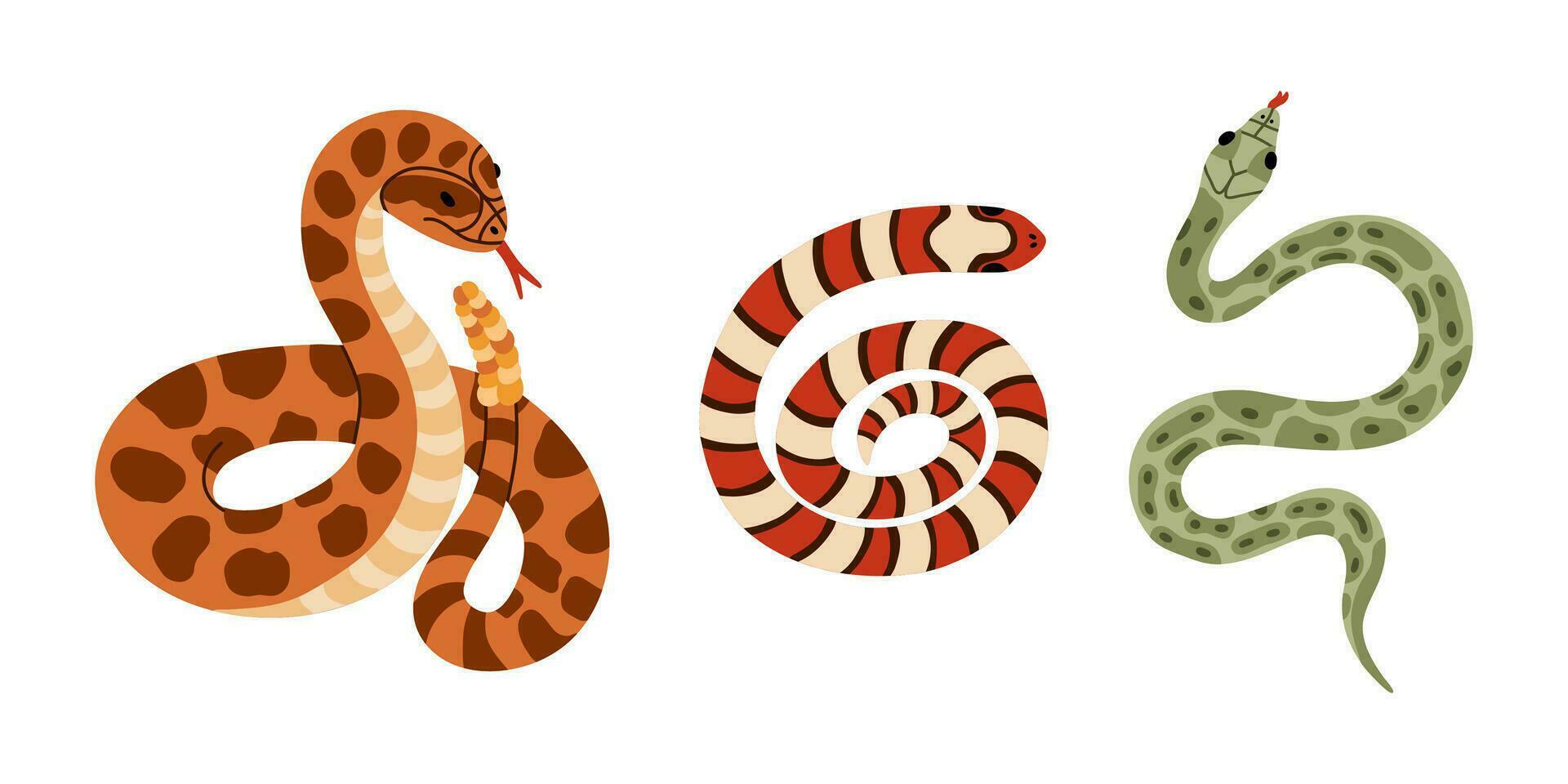 Set of different snakes. Hand drawn vector collection of elapidae, python, rattlesnake. Tropical or Wild West poison viper in the top and front view. Vector wildlife concept. Dangerous serpent.