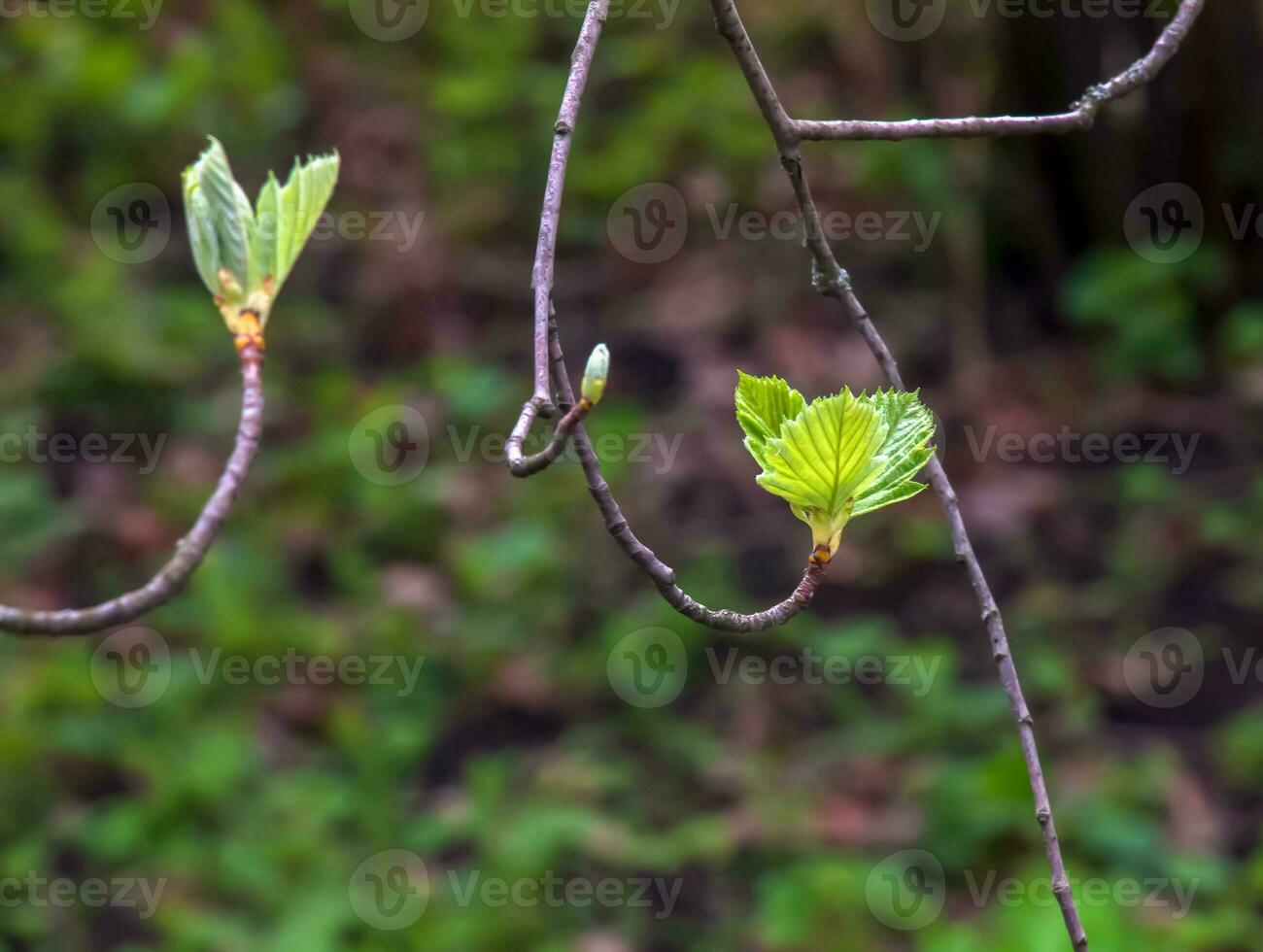 Closeup of the buds, stem and small young green leaves of sorbus latifolia. Sunny spring day . photo