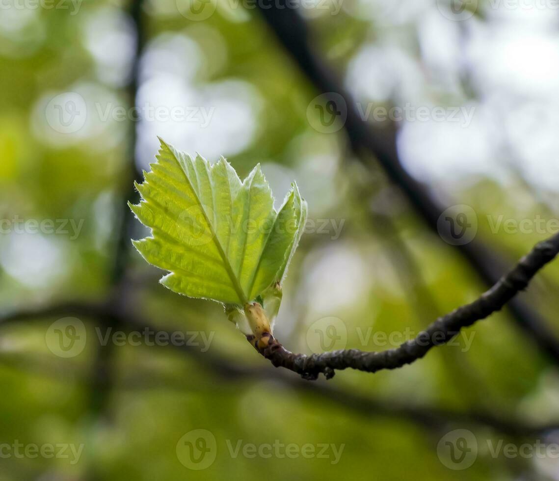 Closeup of the buds, stem and small young green leaves of sorbus latifolia. Sunny spring day . photo