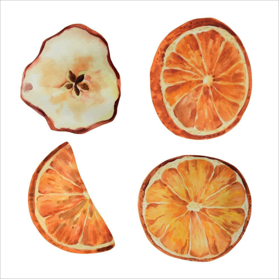 Isolated dried orange slices and apple slices, vector. Realistic watercolor illustrations, christmas food collection. vector