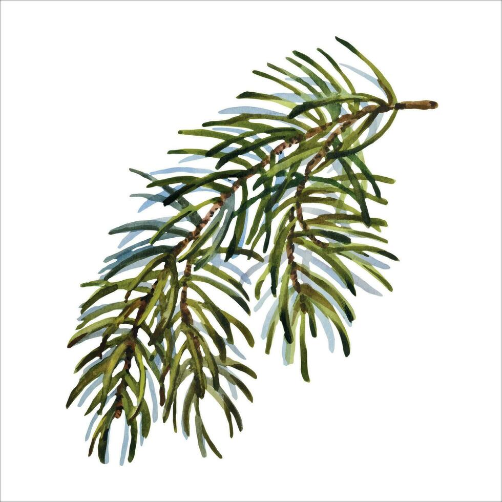 Watercolor Christmas set of fir branch. Hand painted holiday elements with winter plants, vector. Floral illustration for design, print, fabric or background vector
