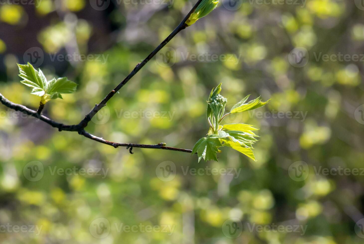 Closeup of the buds, stem and small young green leaves of Sorbus torminalis L. Sunny spring day . photo