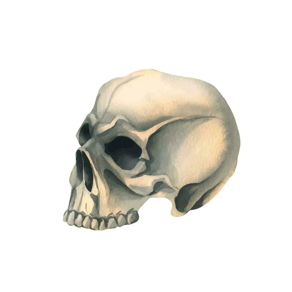 humano cráneo lado ver en perfil. mano dibujado acuarela ilustración para Víspera de Todos los Santos, día de el muerto, dia Delaware los muertos. aislado objeto en un blanco antecedentes vector