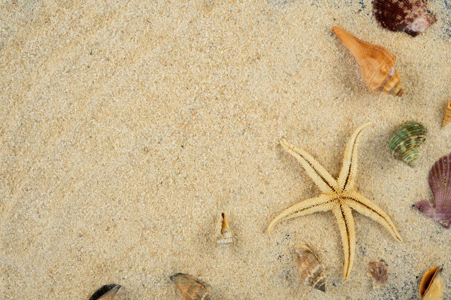 starfish and shell on beach photo