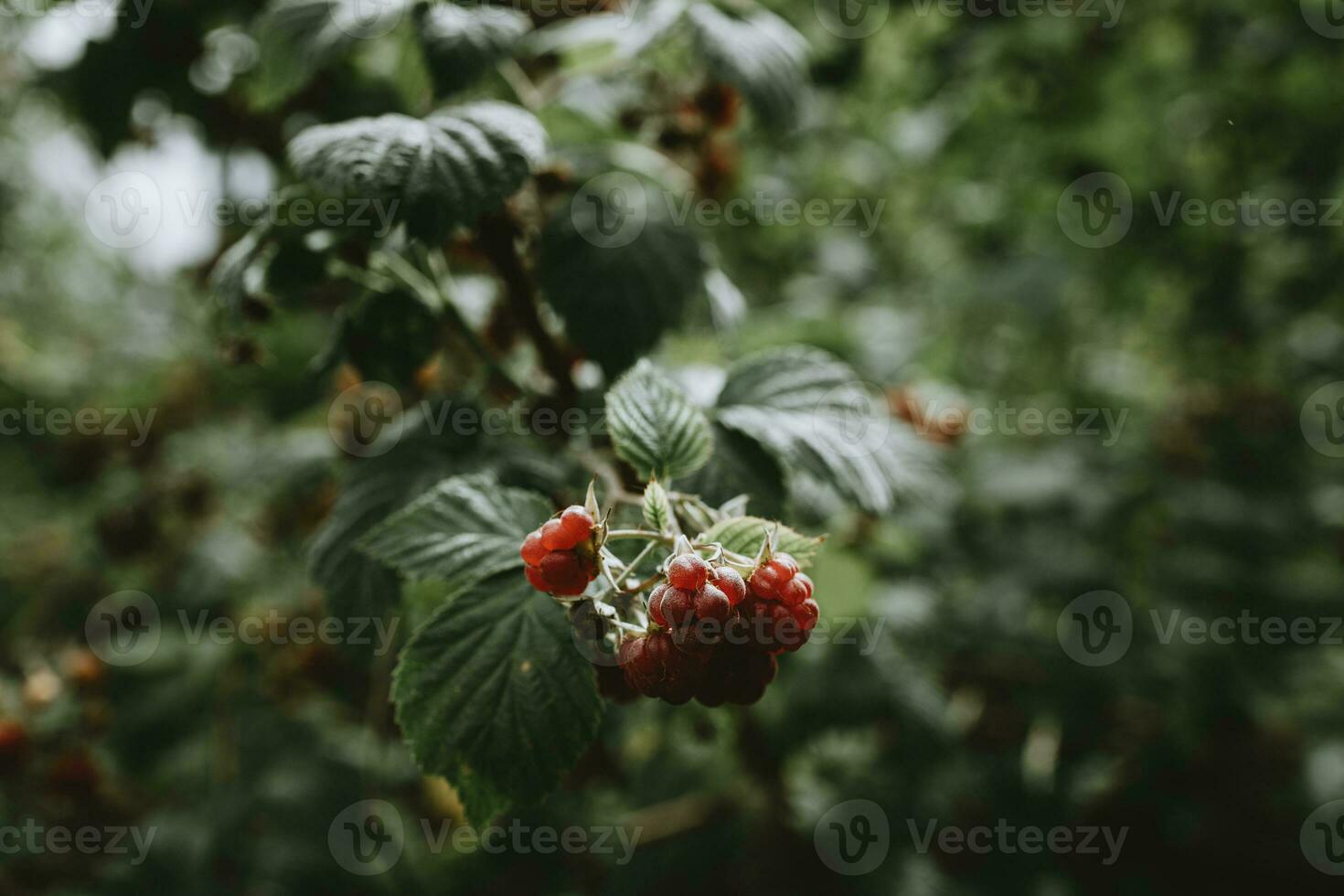 Detail of red ripe fruits of raspberry on branch with blurry background photo