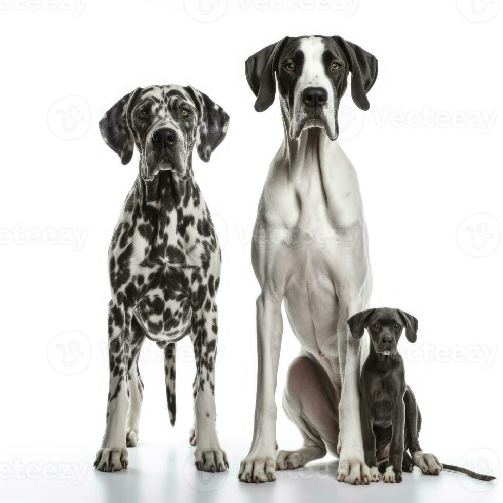 Lovey dogs in isolated white background photo