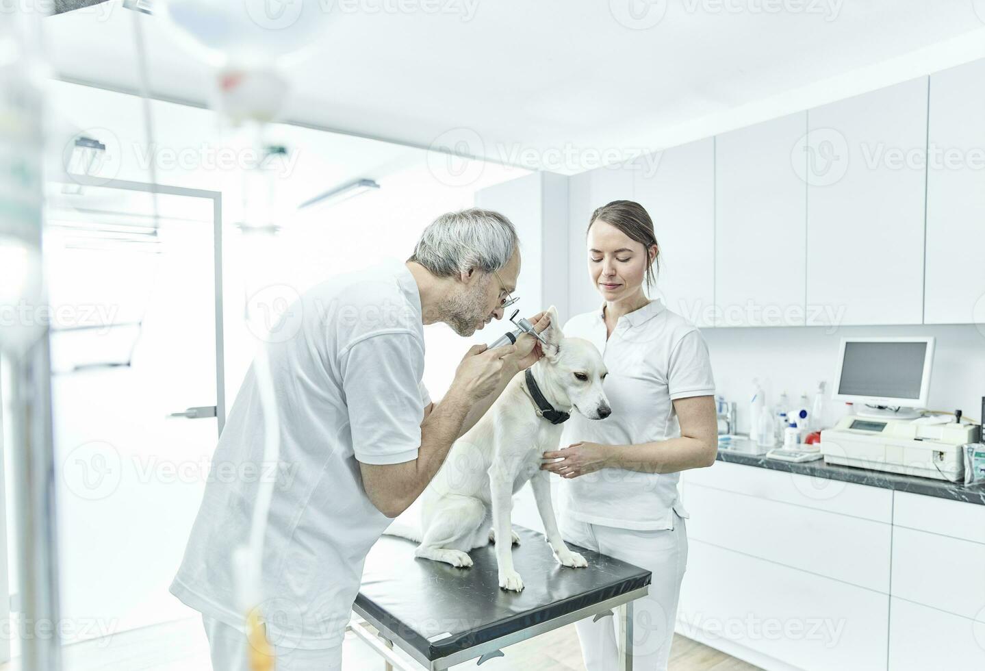 Veterinarian and his assistant examining ear of a dog photo