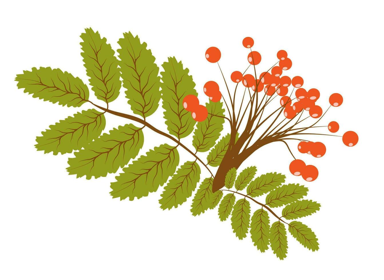 Rowan berries branch, autumn and fall rowanberry forest tree with leaves, vector isolated icon. Thanksgiving holiday and autumn season harvest of rowan berries