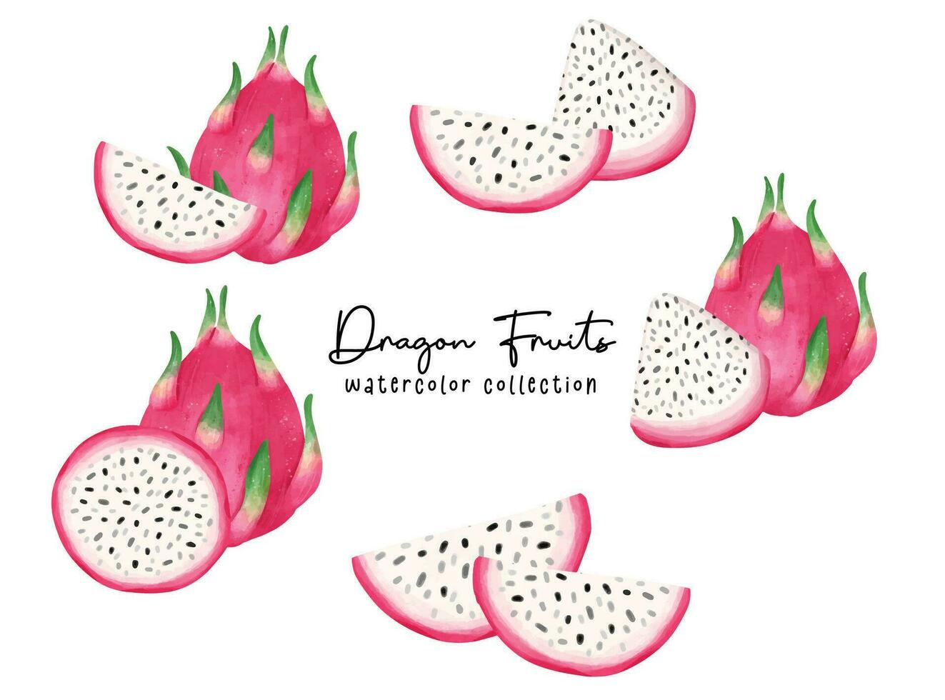 Watercolor Dragon Fruit Collection. Exotic Tropical Fruits Illustration vector