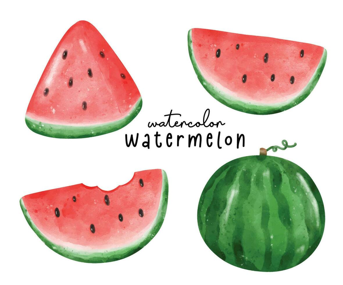 Colorful Watercolor watermelon Illustration, Hand Drawn Exotic Fruit Collection in Vibrant Watercolors vector