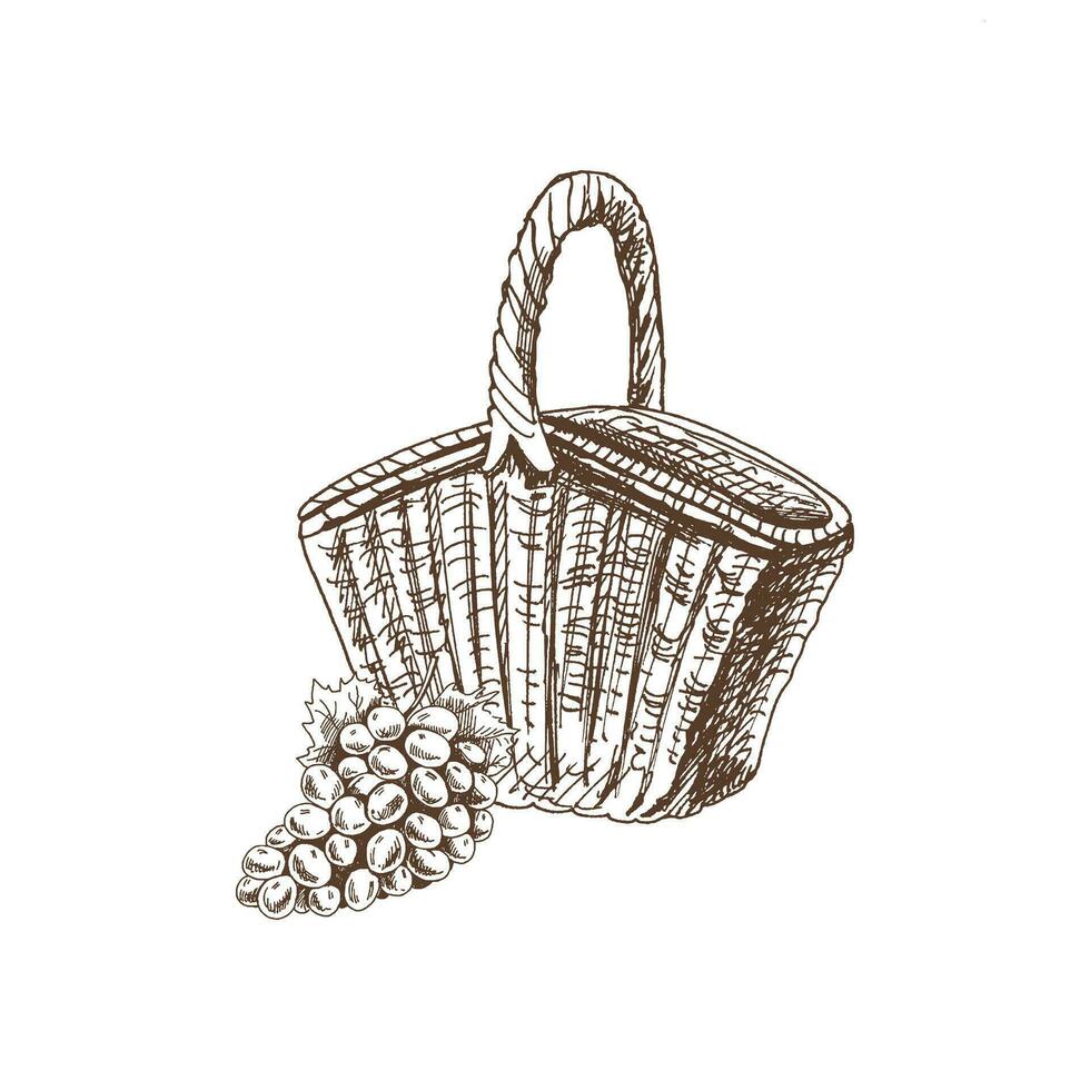 mano dibujado vector bosquejo de un mimbre picnic cesta y manojo de uvas. garabatear Clásico ilustración. grabado imagen