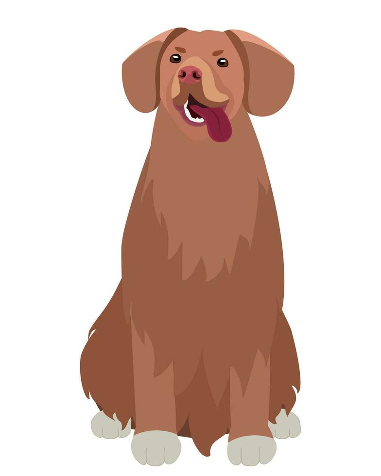 A Golden Retriever with a Playful Tongue Wagging Out vector