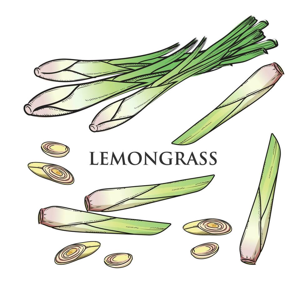 Vector drawing set of lemongrass, Thai herbs for cooking, colorful and realistic.