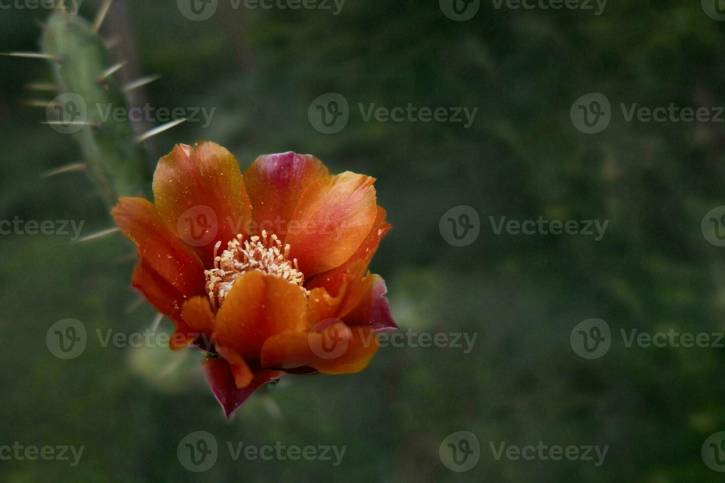 Exploring cactus Floral Wonders, Natural Landscapes - Macro Photography. Opuntia ficus-indica photo