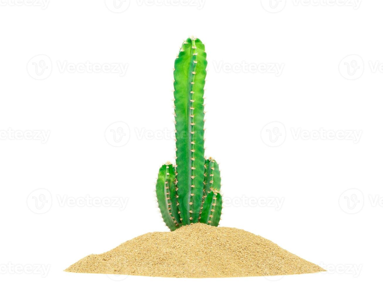 Cactus in the desert sand tropical natural plants isolated on white background photo