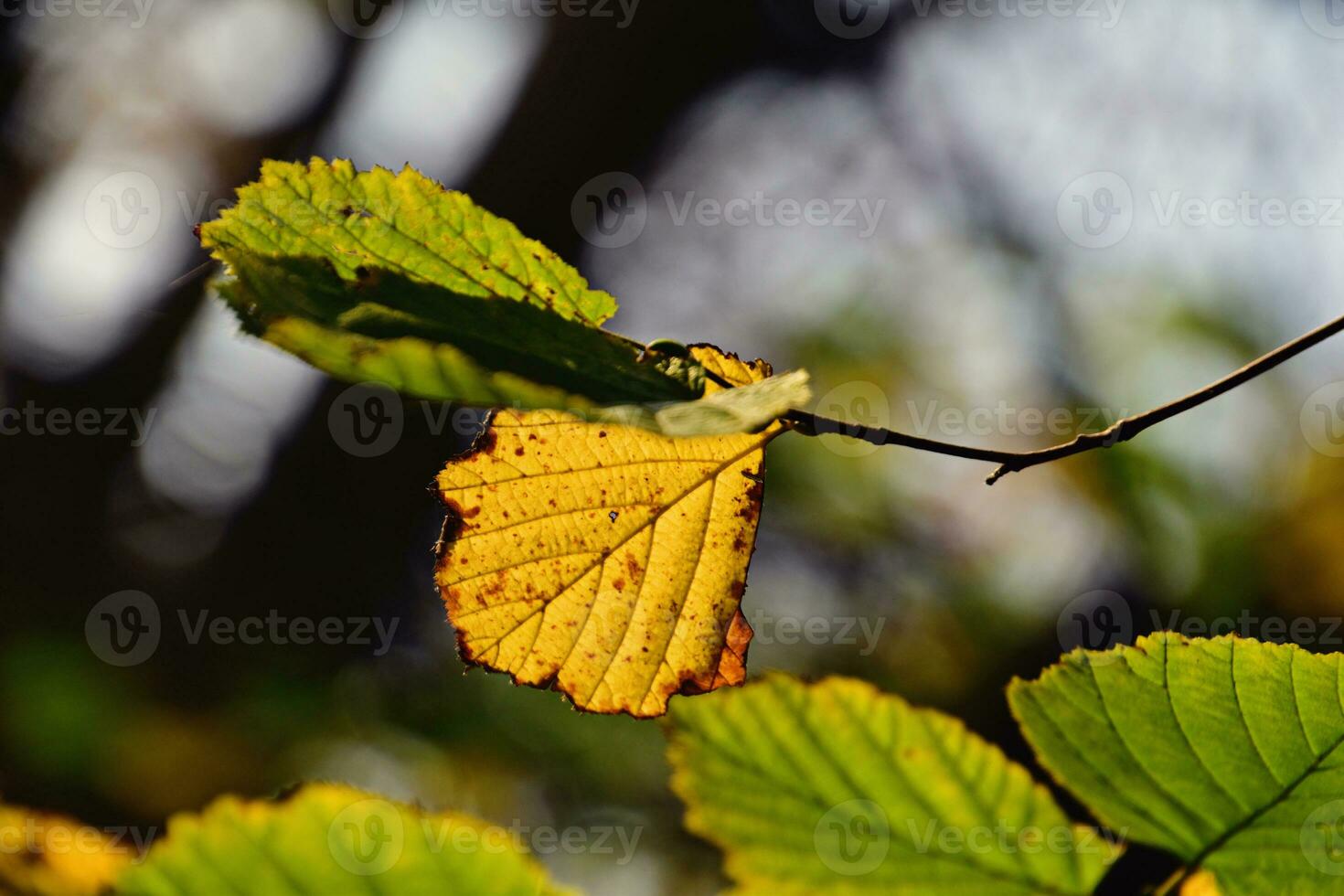 colorful autumn leaves on a tree branch in the warm sunshine photo