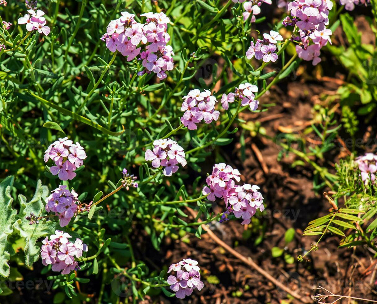 Persian cress or Persian flowers Aethionema grandiflorum blooms in the garden. photo