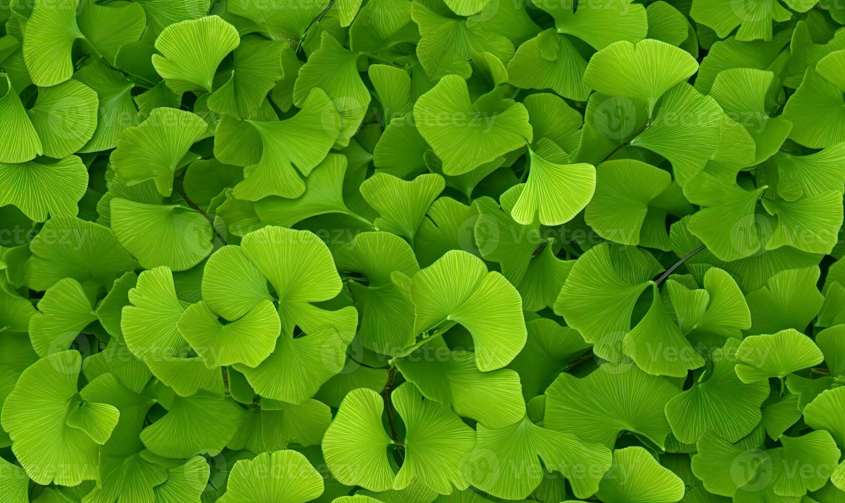 Ginkgo biloba leaves textured wallpaper. Creative abstract surface