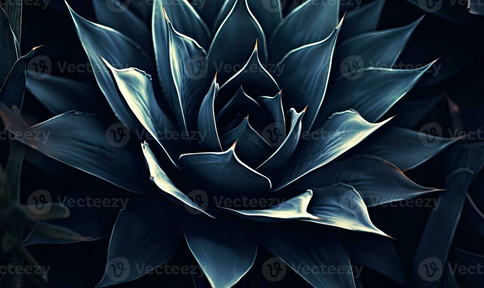 Tropical succulents wallpaper. Textured blue agave banner. For postcard