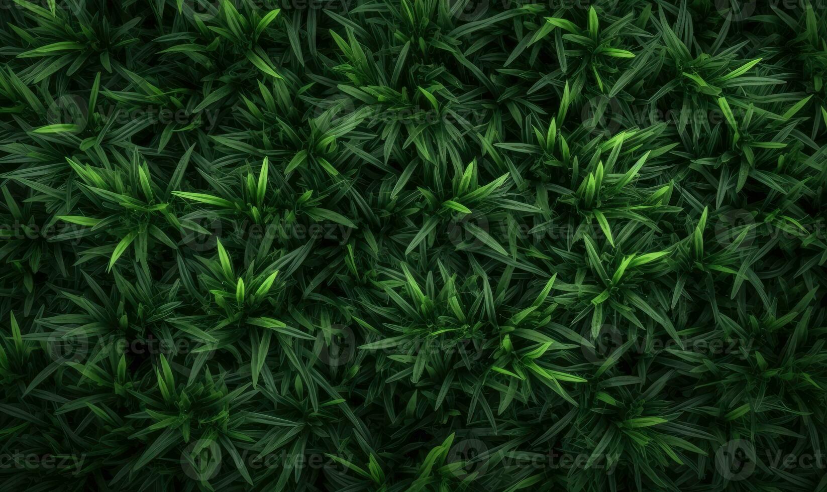 Fresh lush green grass on meadow with drops of water dew. Close-up macro. For banner, postcard, book illustration. Created with generative AI tools photo